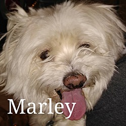 Thumbnail photo of Marley #2
