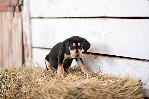 are lab hound mix good dogs