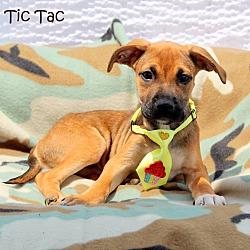 Thumbnail photo of Tic Tac~adopted! #2