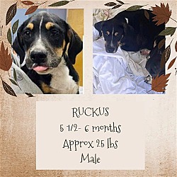 Photo of RUCKUS