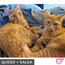 Thumbnail photo of Queso (bonded with Salsa) #4