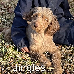 Photo of Jingles