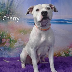 Thumbnail photo of Cherry #1
