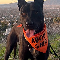 adopt a pet