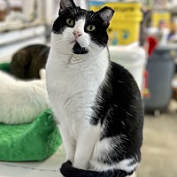 adopt a pet