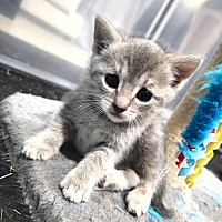 adopt a pet