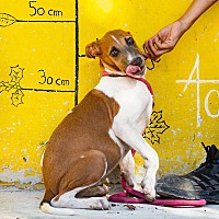 adopt a pet