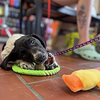 adopt a pet