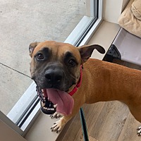 adopt a pet
