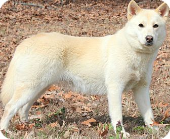 isabella white husky