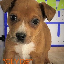 Photo of CLYDE