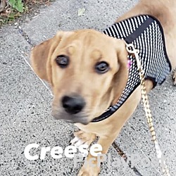 Photo of Creese