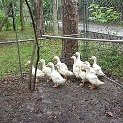 Thumbnail photo of Pekin Ducks(2) #3