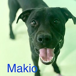 Photo of Makio