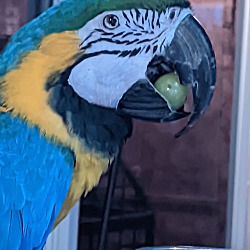 Photo of Annie The BlindBlueNGold Macaw
