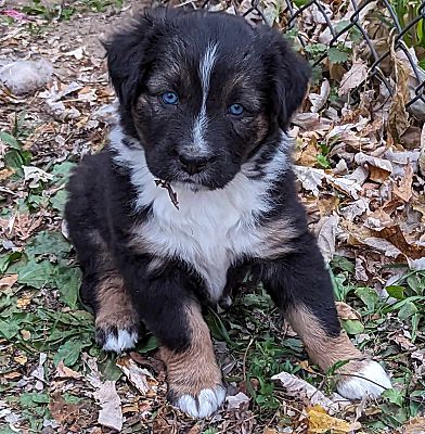 Tulsa, OK - Australian Shepherd. Meet Clipper a Pet for Adoption ...