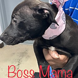 Thumbnail photo of Ginger (aka Boss Mama) #2