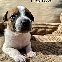 Thumbnail photo of Helios #2
