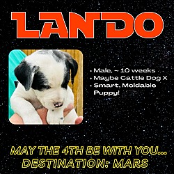 Photo of Lando