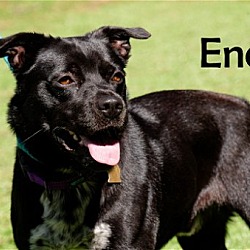 Thumbnail photo of Enes #3