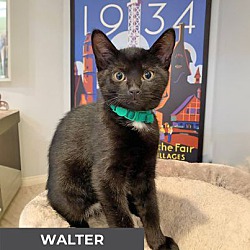 Thumbnail photo of Walter #2