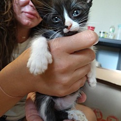 Thumbnail photo of Tiana~tiniest Polydactyl #2