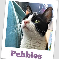 Thumbnail photo of Pebbles #2