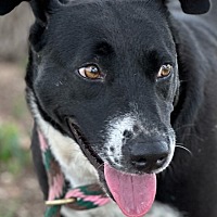 adopt-pet