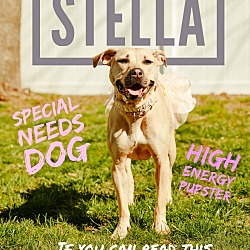 Thumbnail photo of Stella #4