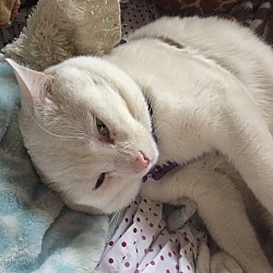 Photo of Kitten 