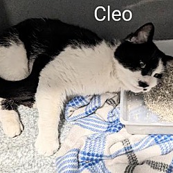 Thumbnail photo of Cleo #3