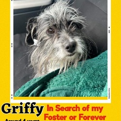 Photo of Griffy OS