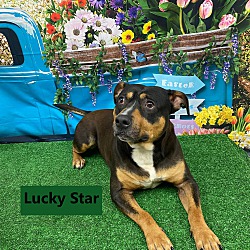 Thumbnail photo of Lucky Star #1
