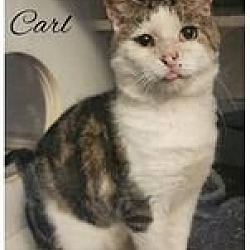 Photo of Carl (FIV+ Foster Cat)