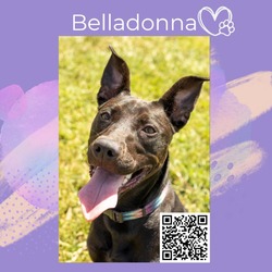 Thumbnail photo of Belladonna #1