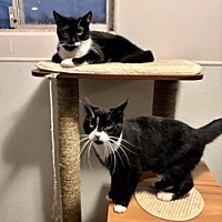 adopt a pet