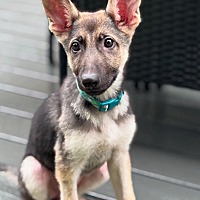 adopt a pet