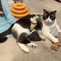 adopt a pet