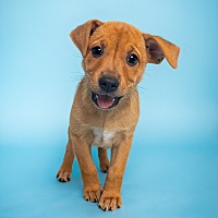 adopt a pet