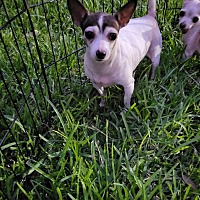 adopt-pet