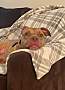 CARDI - Pit Bull Terrier available for adoption