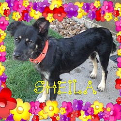 Photo of Sheila
