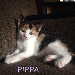 Thumbnail photo of Pippa - Adopted December 2016 #3