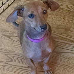 Thumbnail photo of Gretchen doxie mix puppy #3
