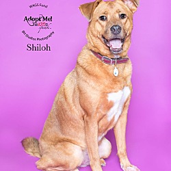 Photo of Shiloh