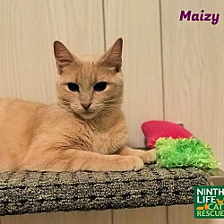 Photo of Maizy