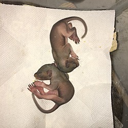 Photo of Chip and Dale 2 Baby Squirrels