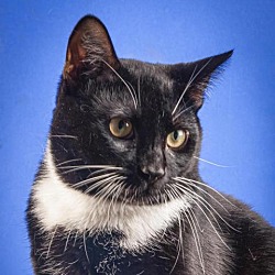Photo of Chester