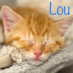 Photo of Lou
