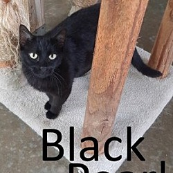 Photo of Black Pearl